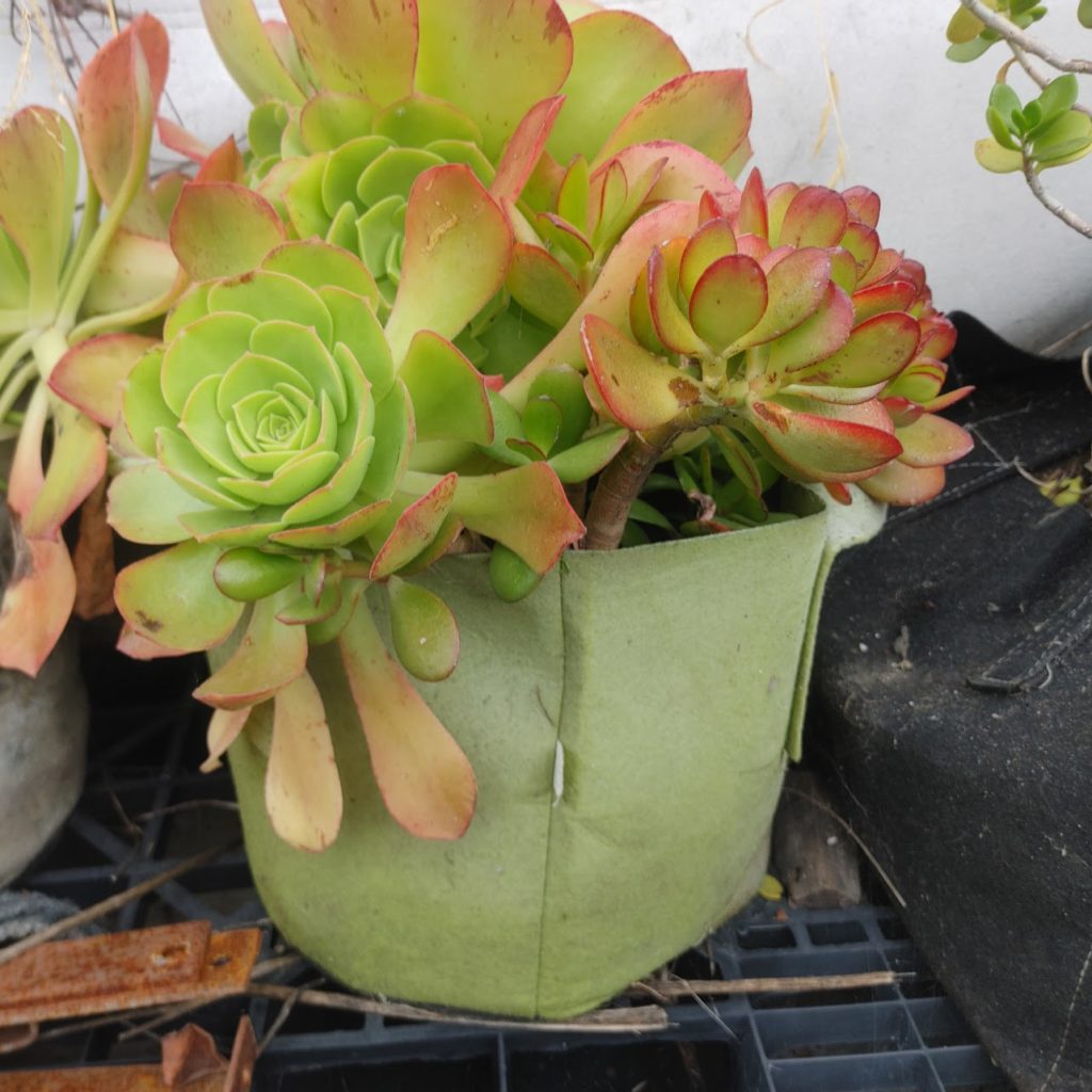 Lucía T. - Testimonio BioReset